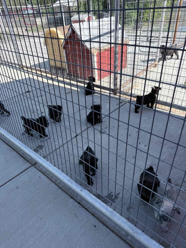 Miniature Schnauzer Puppies media 5