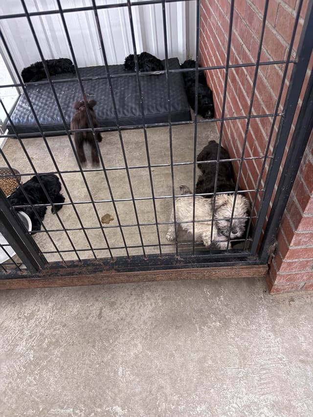 Miniature Schnauzer Puppies media 2