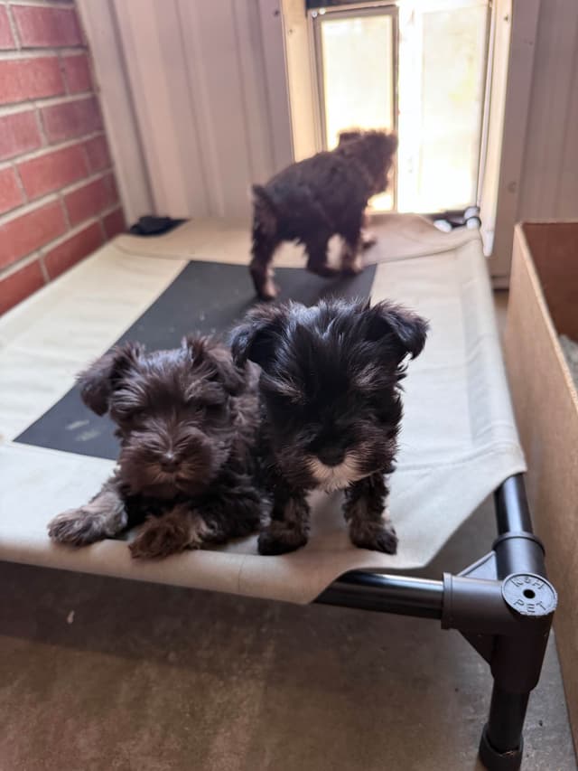 Miniature Schnauzer Puppies media 2