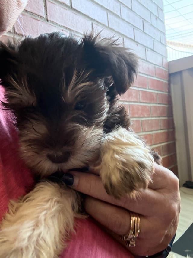 Miniature Schnauzer Puppies media 3