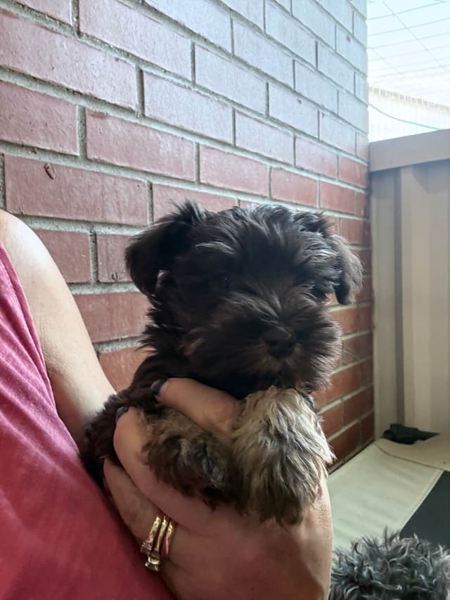 Miniature Schnauzer Puppies media 4