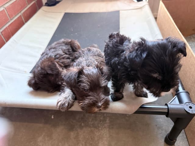 Miniature Schnauzer Puppies media 5