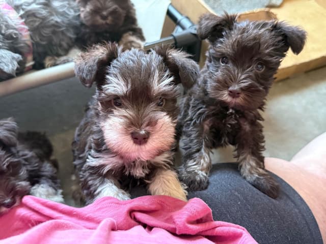 Miniature Schnauzer Puppies media 6