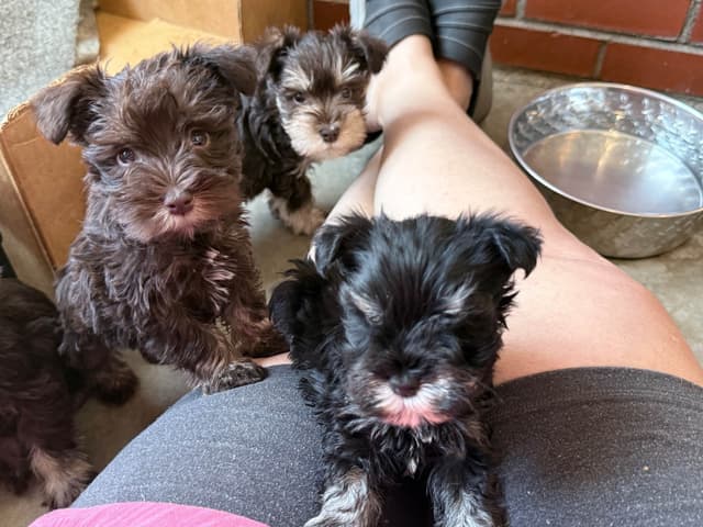 Miniature Schnauzer Puppies media 7
