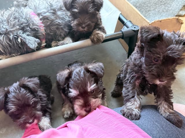 Miniature Schnauzer Puppies media 8