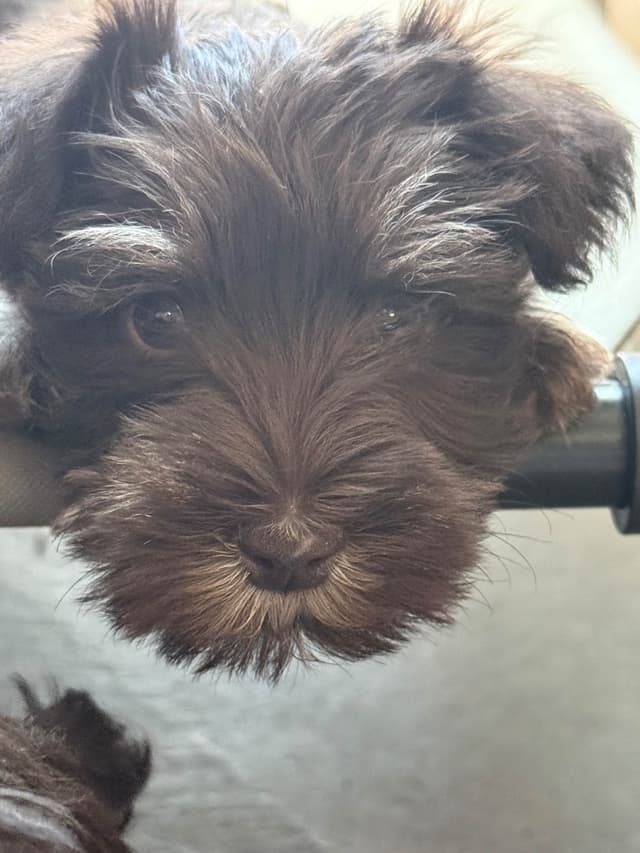 Miniature Schnauzer Puppies media 9