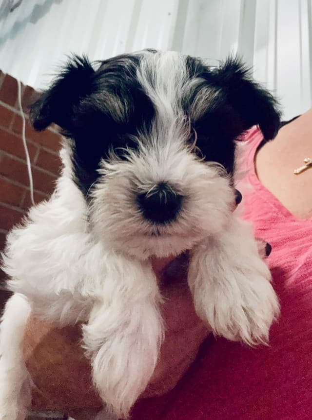 Miniature Schnauzer Puppies media 2
