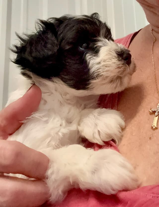 Miniature Schnauzer Puppies media 3