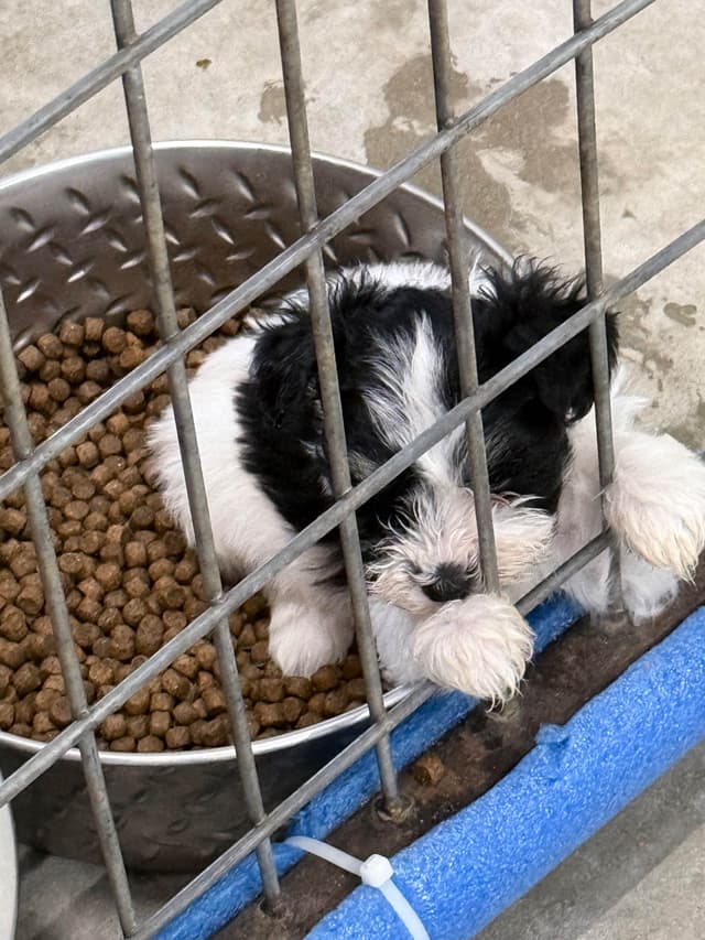 Miniature Schnauzer Puppies media 5