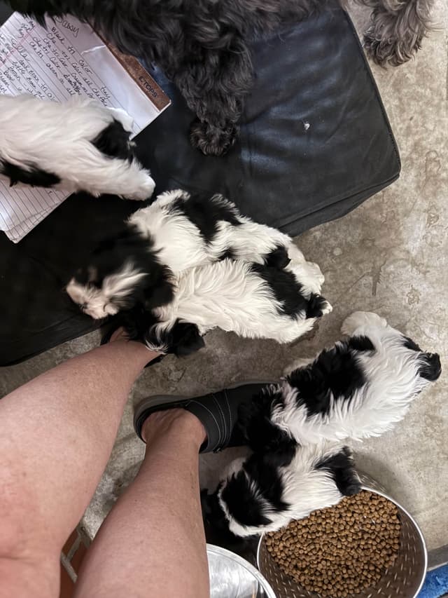 Miniature Schnauzer Puppies media 7
