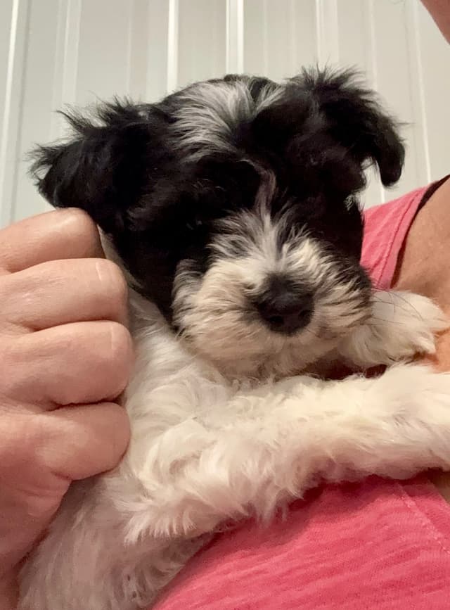 Miniature Schnauzer Puppies media 6