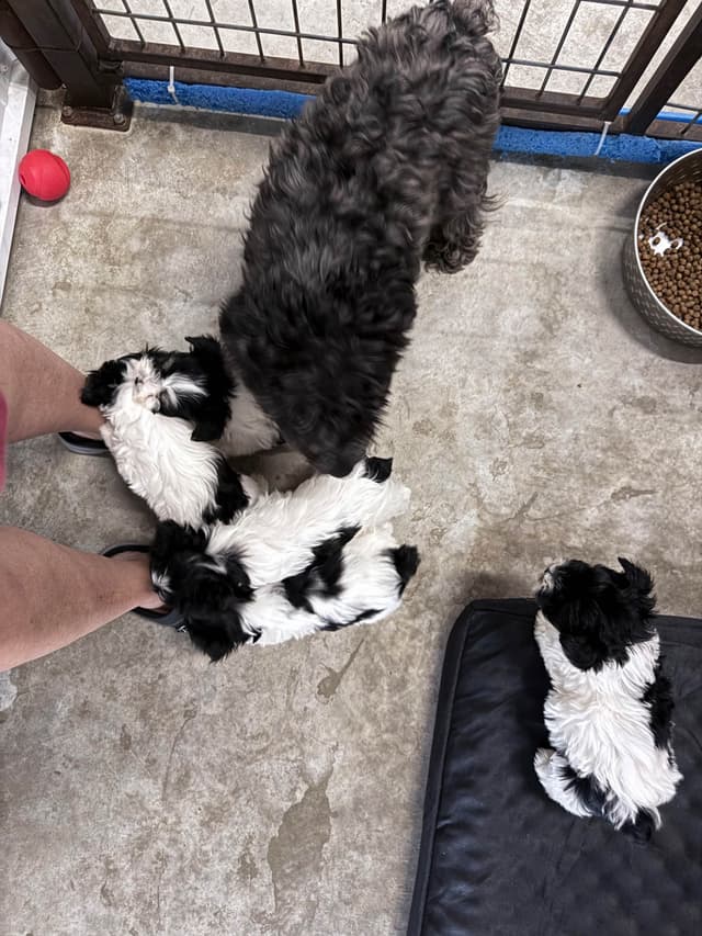Miniature Schnauzer Puppies media 8