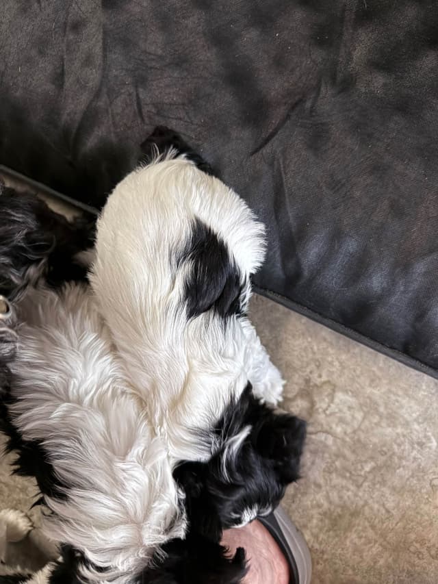 Miniature Schnauzer Puppies media 9