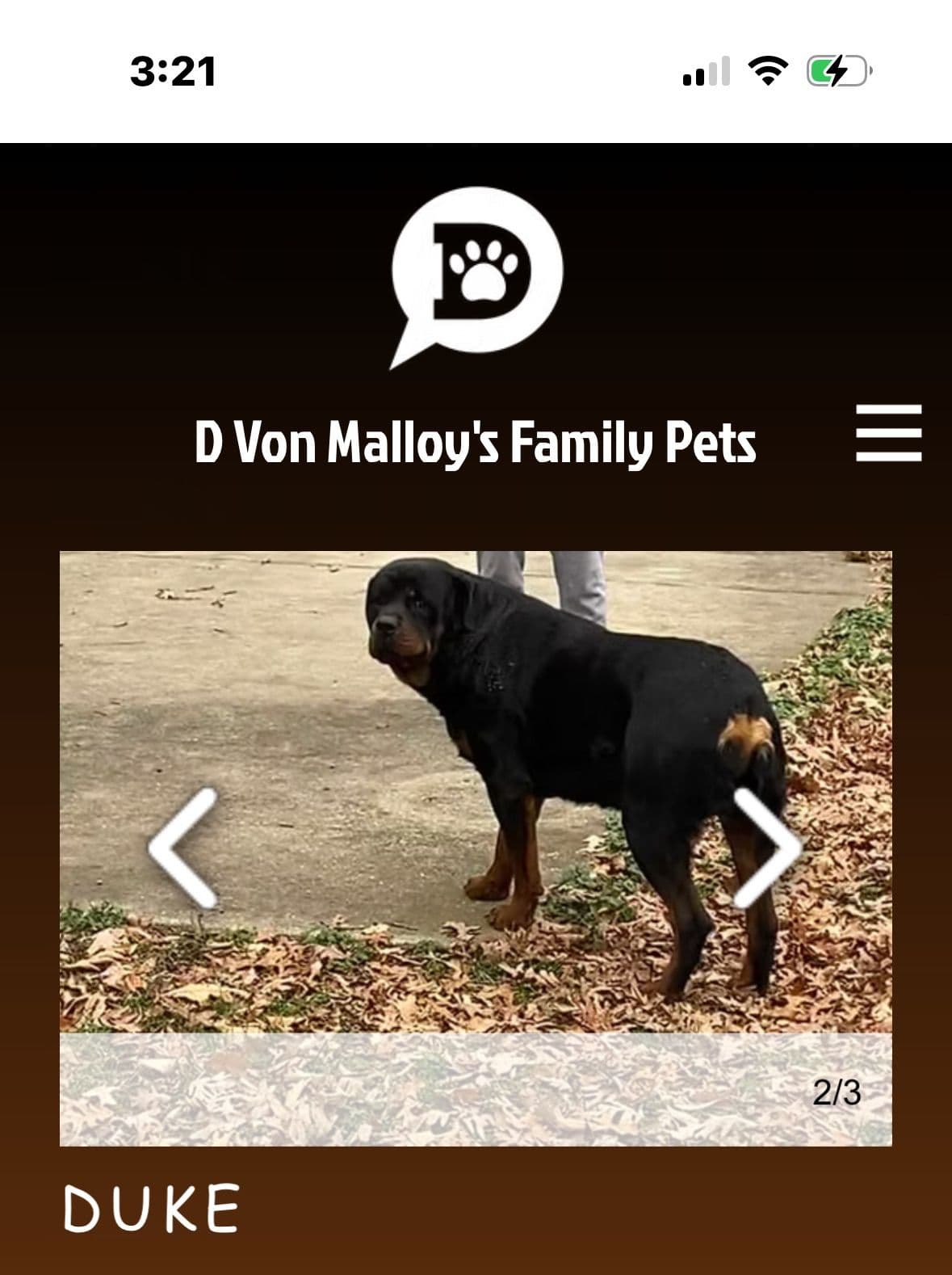 4 males and 2 female puppies breeder image 1