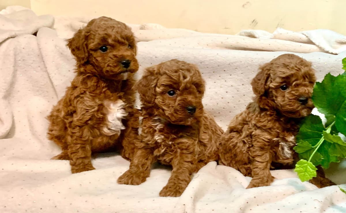 Genetic Tested Red Mini Poodle Puppies❤️🐾Call 717-529-1907 breeder image 3