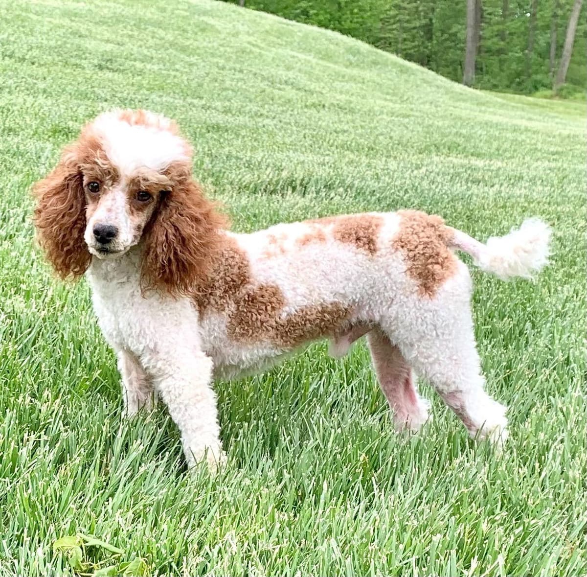 Genetic Tested Red Mini Poodle Puppies❤️🐾Call 717-529-1907 breeder image 4
