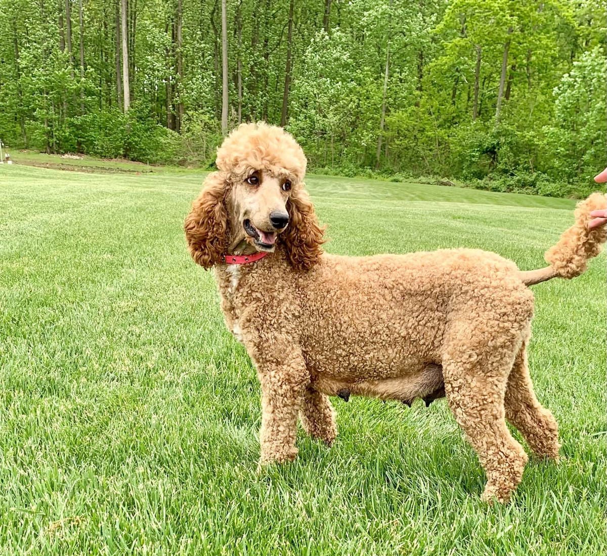 Genetic Tested Red Mini Poodle Puppies❤️🐾Call 717-529-1907 breeder image 5