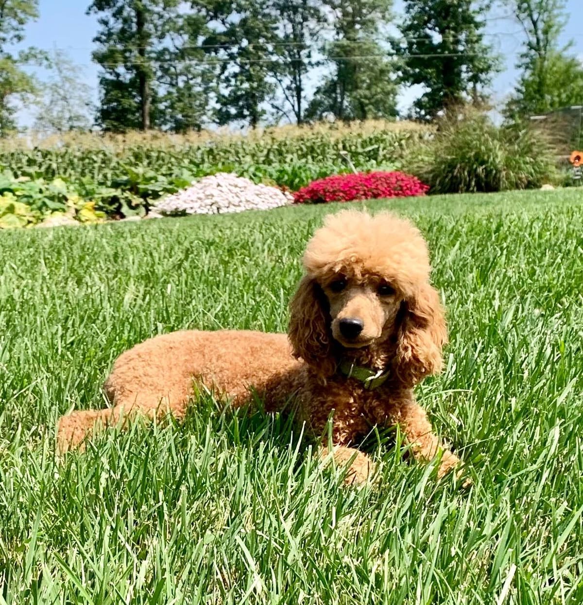 Genetic Tested Red Mini Poodle Puppies❤️🐾Call 717-529-1907 breeder image 6