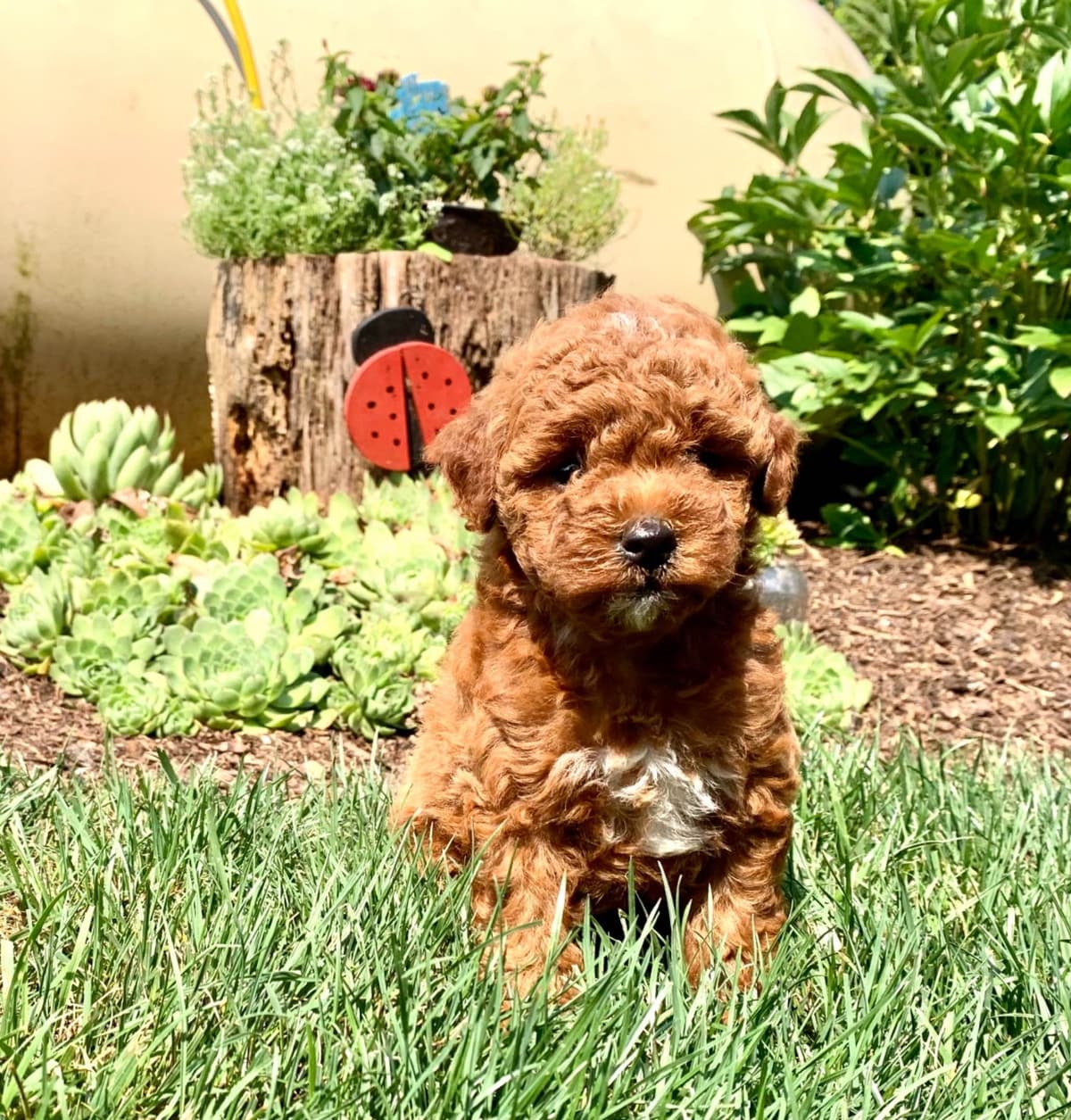 Genetic Tested Red Mini Poodle Puppies❤️🐾Call 717-529-1907 breeder image 7
