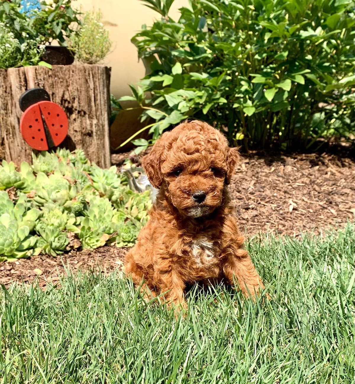 Genetic Tested Red Mini Poodle Puppies❤️🐾Call 717-529-1907 breeder image 8