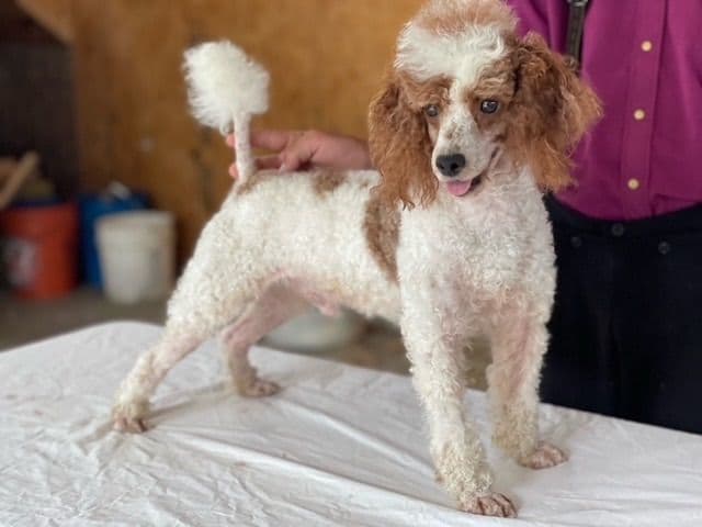 Genetic Tested Red Mini Poodle Puppies❤️🐾Call 717-529-1907 breeder image 9