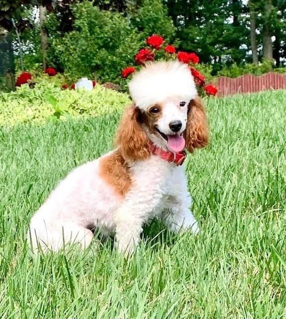 Genetic Tested Red Mini Poodle Puppies❤️🐾Call 717-529-1907 breeder image 10