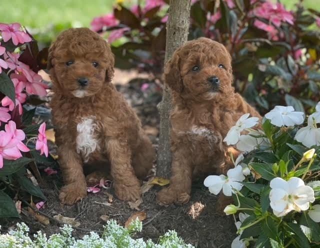 Genetic Tested Red Mini Poodle Puppies❤️🐾Call 717-529-1907 breeder image 1