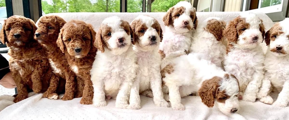 Genetic Tested Red Mini Poodle Puppies❤️🐾Call 717-529-1907 breeder image 11