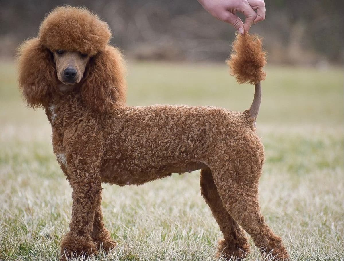 Genetic Tested Red Mini Poodle Puppies❤️🐾Call 717-529-1907 breeder image 12