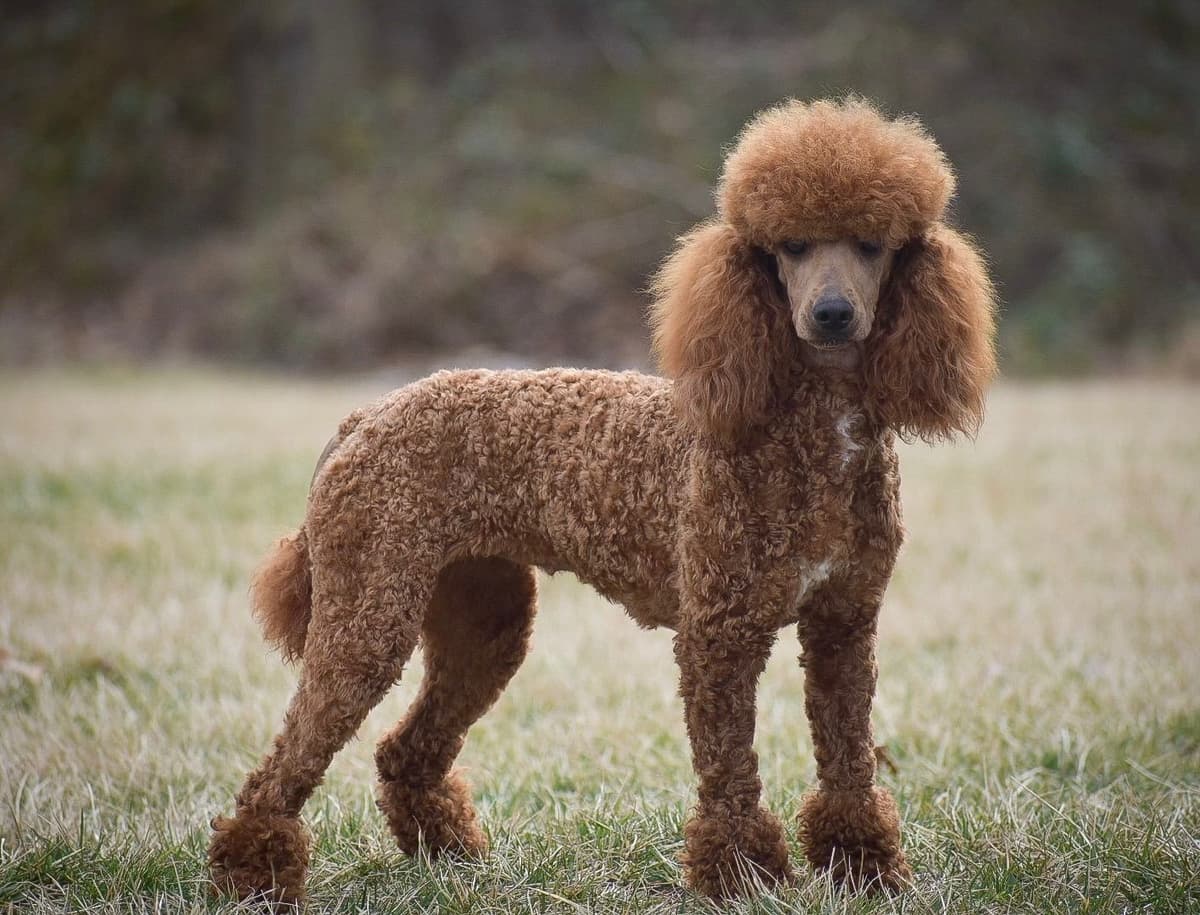 Genetic Tested Red Mini Poodle Puppies❤️🐾Call 717-529-1907 breeder image 13