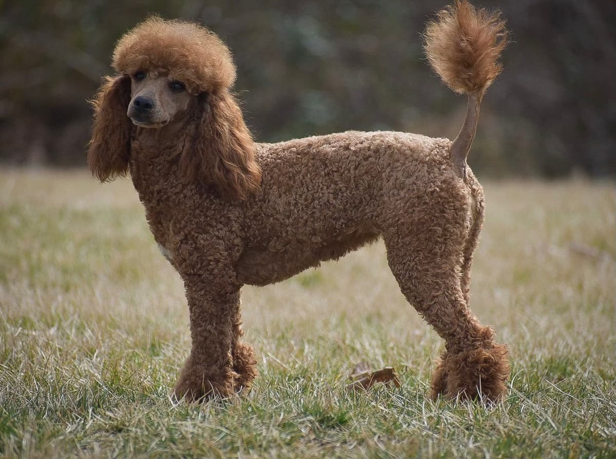 Genetic Tested Red Mini Poodle Puppies❤️🐾Call 717-529-1907 breeder image 14