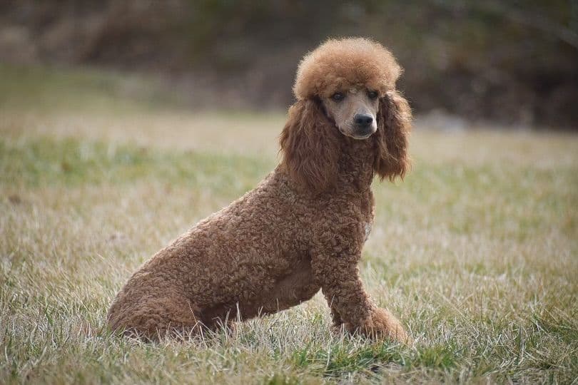 Genetic Tested Red Mini Poodle Puppies❤️🐾Call 717-529-1907 breeder image 15