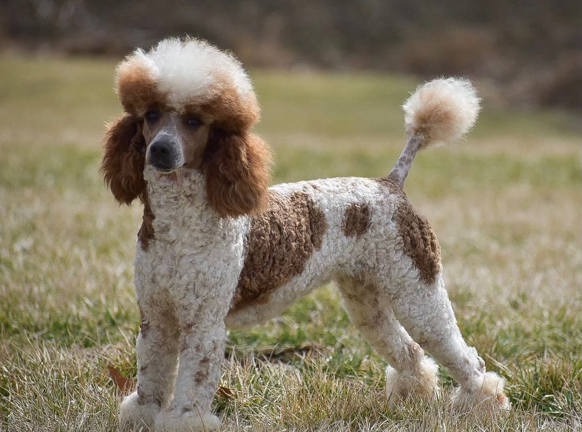 Genetic Tested Red Mini Poodle Puppies❤️🐾Call 717-529-1907 breeder image 16