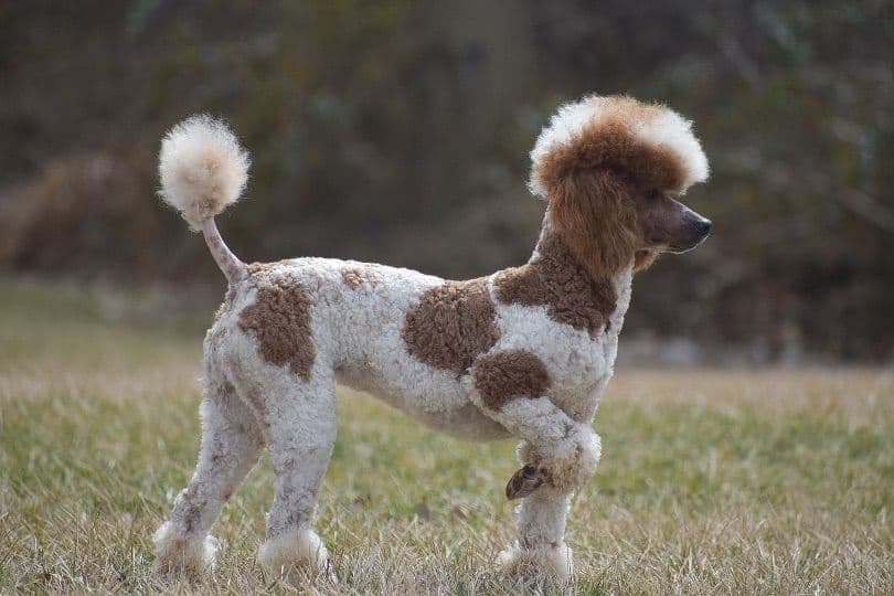 Genetic Tested Red Mini Poodle Puppies❤️🐾Call 717-529-1907 breeder image 17
