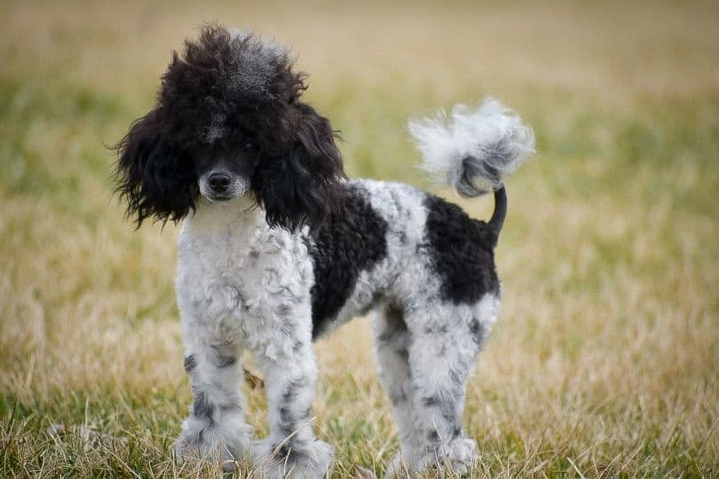 Genetic Tested Red Mini Poodle Puppies❤️🐾Call 717-529-1907 breeder image 19