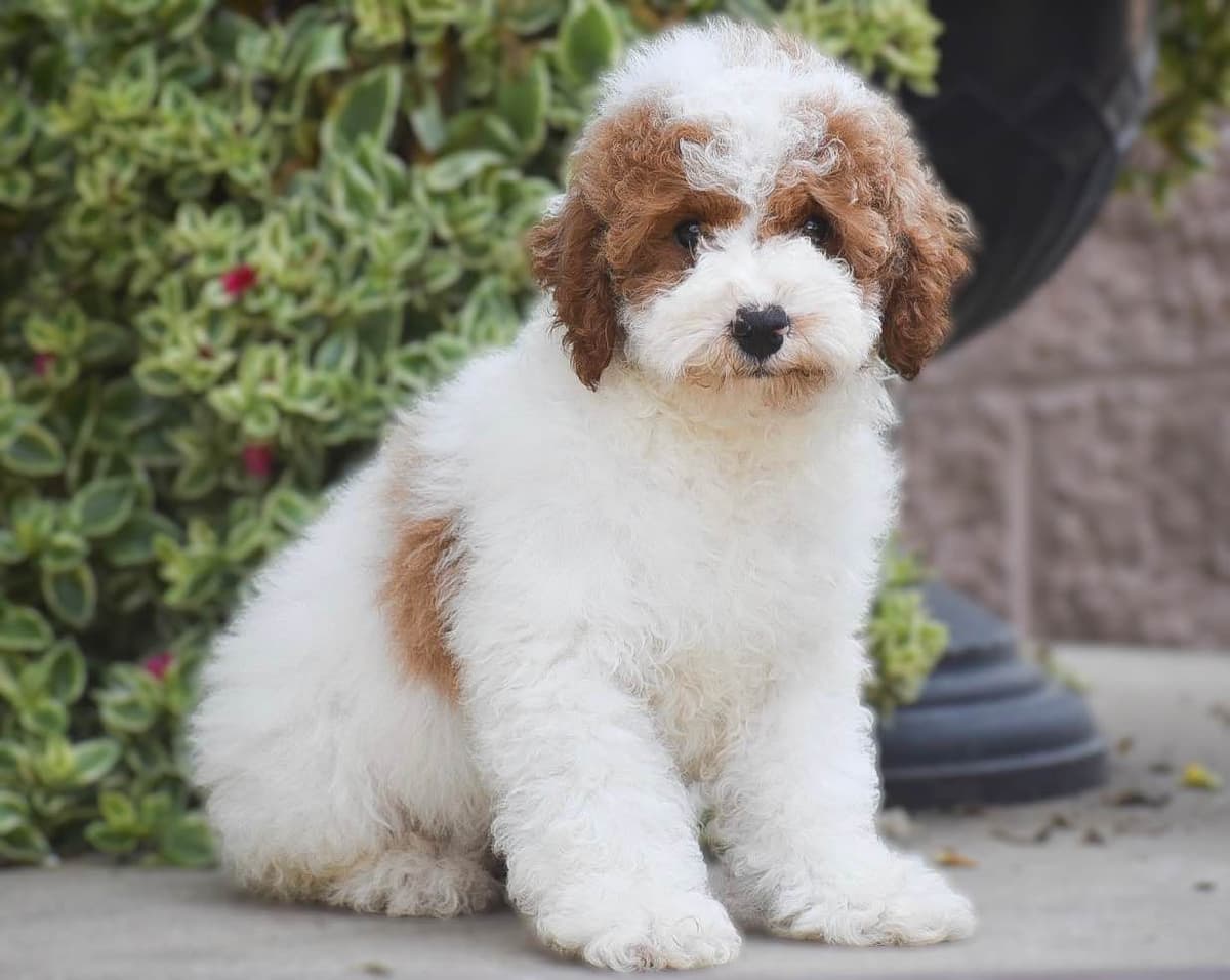 Genetic Tested Red Mini Poodle Puppies❤️🐾Call 717-529-1907 breeder image 20