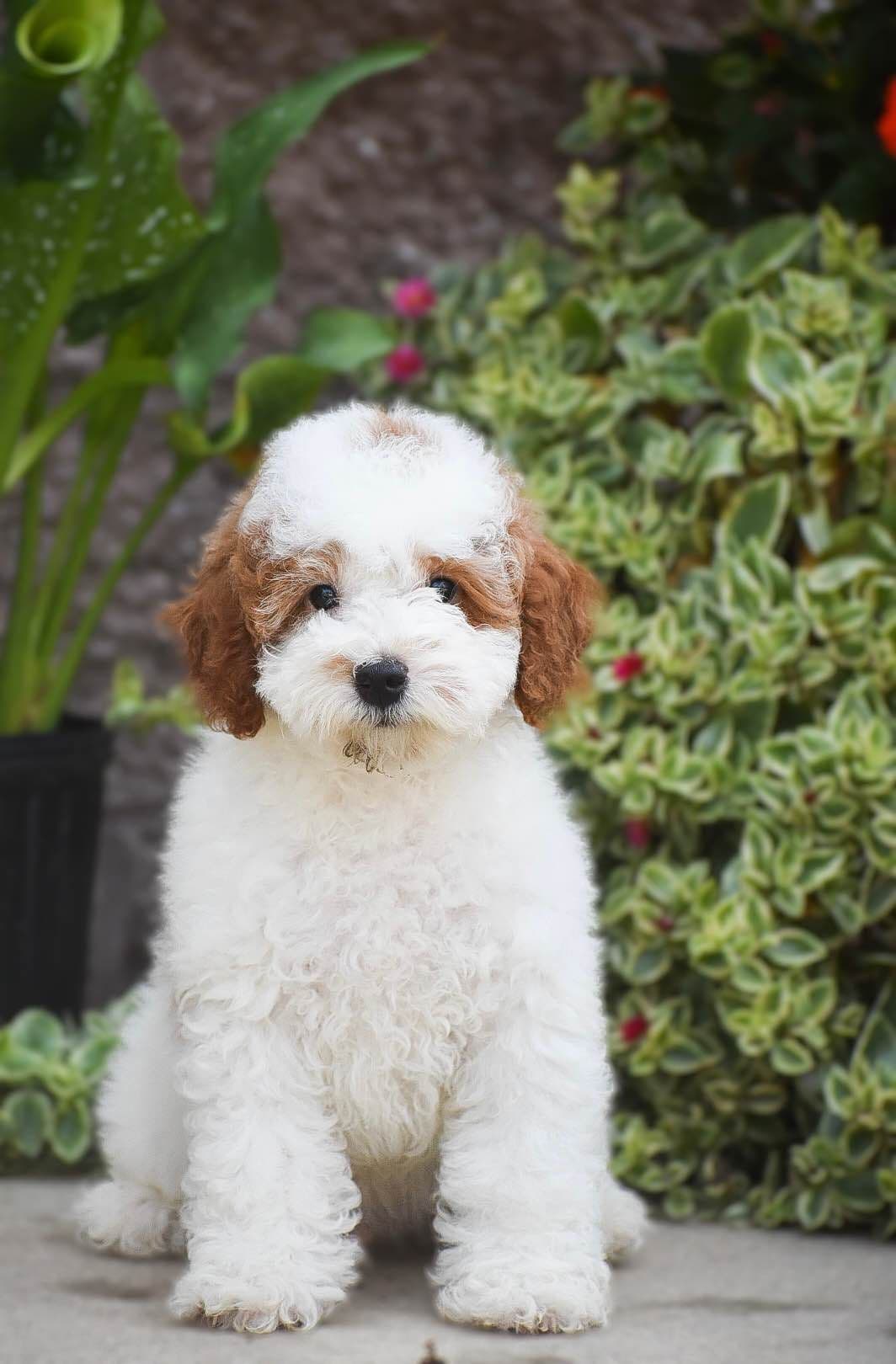 Genetic Tested Red Mini Poodle Puppies❤️🐾Call 717-529-1907 breeder image 21