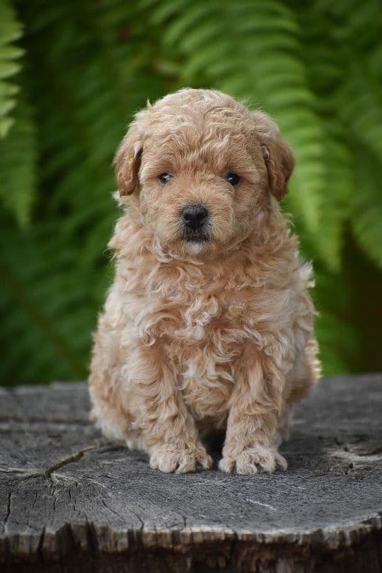 Genetic Tested Red Mini Poodle Puppies❤️🐾Call 717-529-1907 breeder image 23