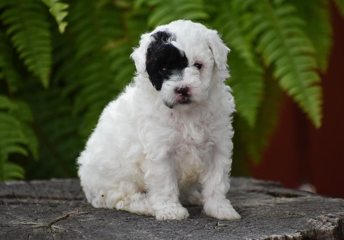 Genetic Tested Red Mini Poodle Puppies❤️🐾Call 717-529-1907 breeder image 22