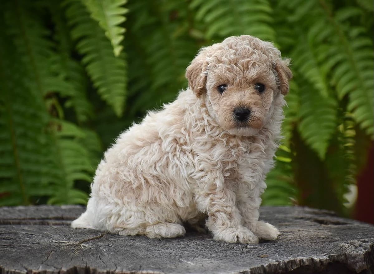Genetic Tested Red Mini Poodle Puppies❤️🐾Call 717-529-1907 breeder image 24