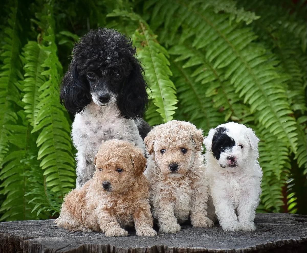 Genetic Tested Red Mini Poodle Puppies❤️🐾Call 717-529-1907 breeder image 25