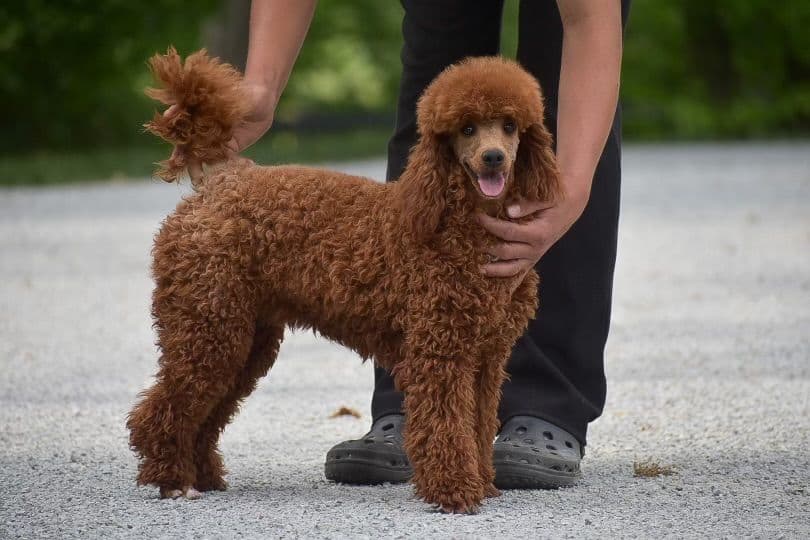 Genetic Tested Red Mini Poodle Puppies❤️🐾Call 717-529-1907 breeder image 26