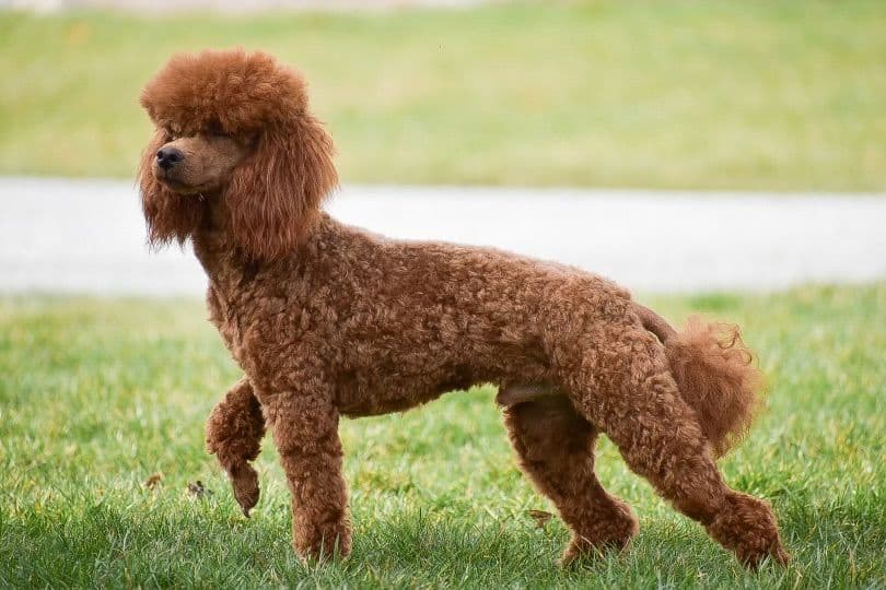 Genetic Tested Red Mini Poodle Puppies❤️🐾Call 717-529-1907 breeder image 29