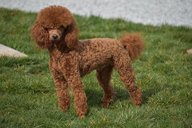 Genetic Tested Red Mini Poodle Puppies❤️🐾Call 717-529-1907 breeder image 27