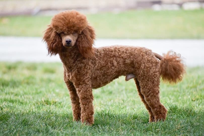 Genetic Tested Red Mini Poodle Puppies❤️🐾Call 717-529-1907 breeder image 28
