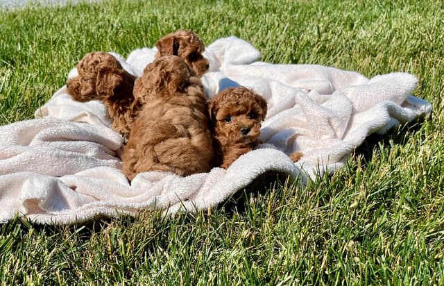 Health Tested ❤️🐾Tiny Red Mini Poodle Puppies❤️Call 717-529-1907 media 4