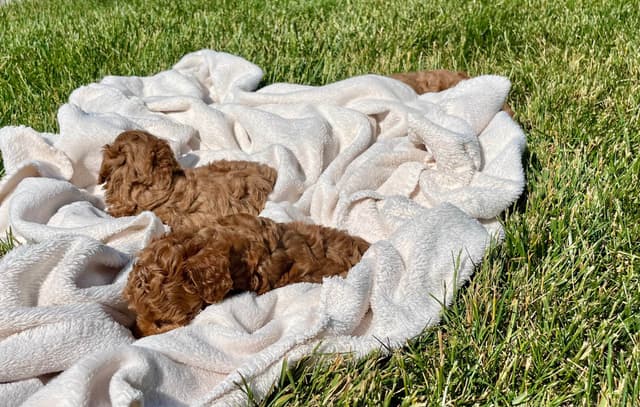 Health Tested ❤️🐾Tiny Red Mini Poodle Puppies❤️Call 717-529-1907 media 5