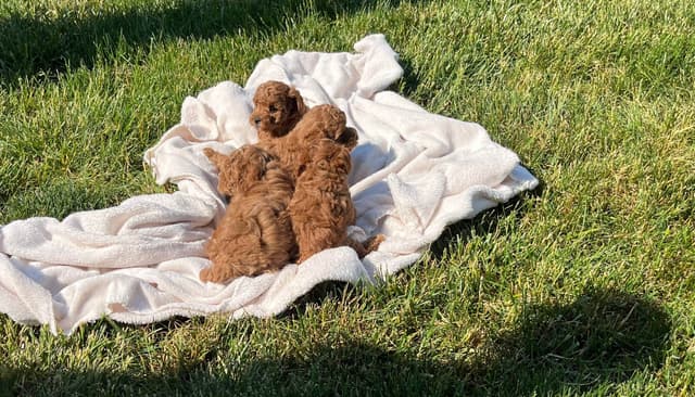 Health Tested ❤️🐾Tiny Red Mini Poodle Puppies❤️Call 717-529-1907 media 6