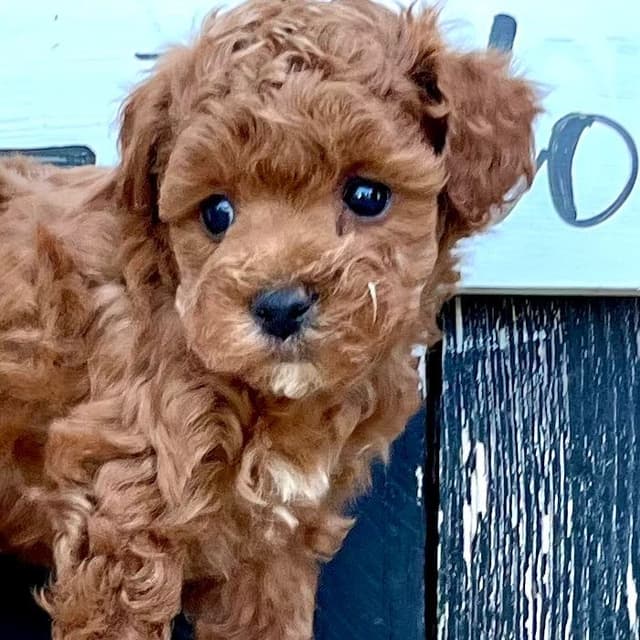 Genetic Tested Red Mini Poodle Puppies❤️🐾Call 717-529-1907 media 2
