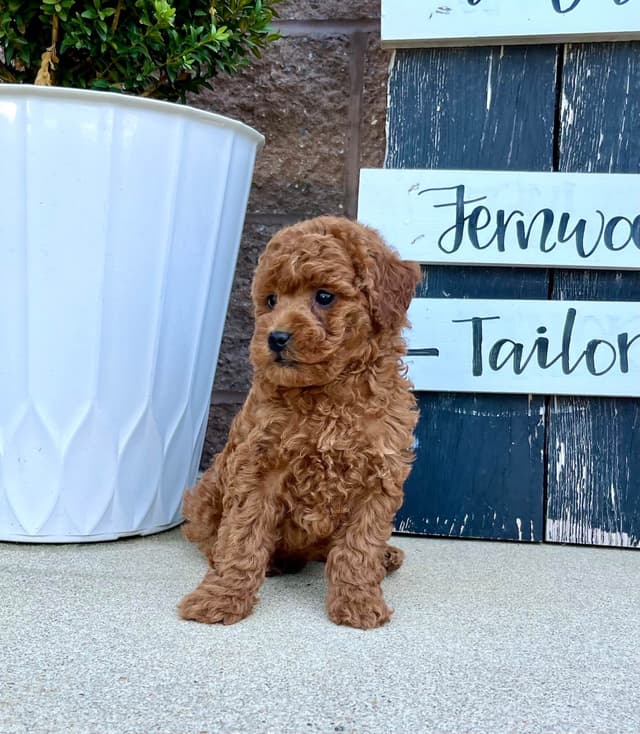 Genetic Tested Red Mini Poodle Puppies❤️🐾Call 717-529-1907 media 3